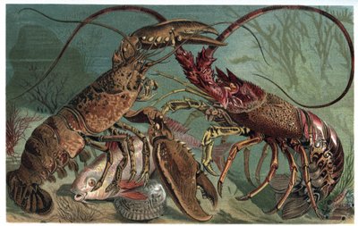 Hummer og hummer - Homarus og europæisk jomfruhummer - gravering fra "" Brehms Dyreliv"" af Alfred Edmund Brehm (1829-1884) af Unknown artist