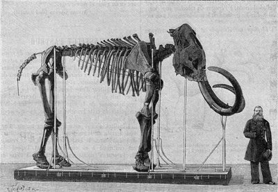 Mammoth skelet (elephas primigenius) opdaget på bredden af Ishavet nær mundingen af Lena-floden og rapporteret i 1806 til Museum of Science Academy of St. Petersburg (St. Petersburg) af Mr. Adams. (Fra et fotografi). Indgravering af Unknown artist