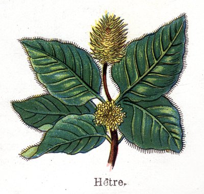 Medicinske og fødevarer botaniske planter: bøg. Indgravering i "" La medication naturelle"", af Friedrich Eduard Bilz (1842-1922) af Unknown artist