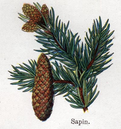 Medicinske og fødevarer botaniske planter: gran. Indgravering i "" La medication naturelle"", af Friedrich Eduard Bilz (1842-1922) af Unknown artist