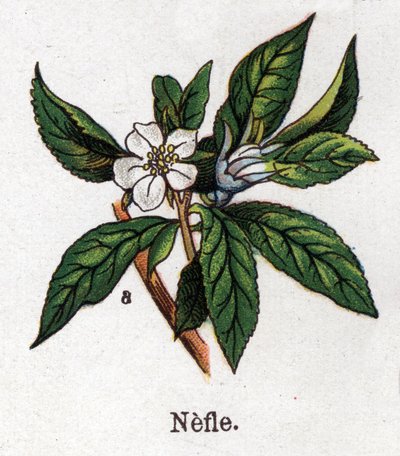 Medicinske og fødevarer botaniske planter: nefle. Indgravering i "" La medication naturelle"", af Friedrich Eduard Bilz (1842-1922) af Unknown artist