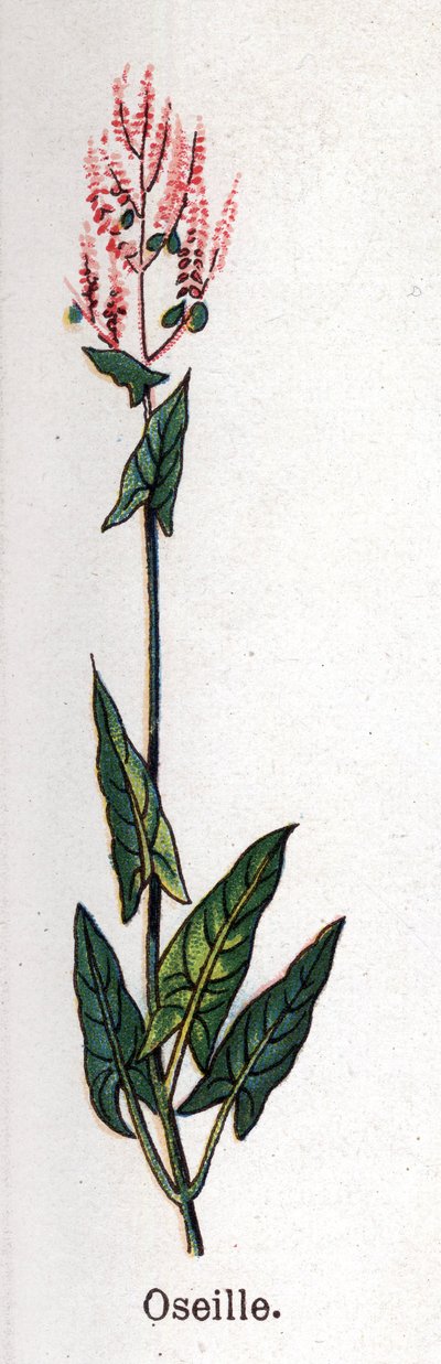 Medicinske og fødevarer botaniske planter: sorrel. Indgravering i "" La medication naturelle"", af Friedrich Eduard Bilz (1842-1922) af Unknown artist