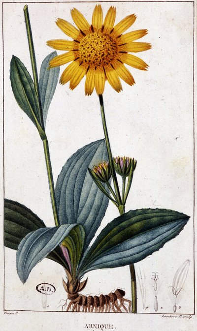 Lægeplante: Arnic (eller arnica) - botanisk bord, slutningen af det 19. århundrede. af Unknown artist