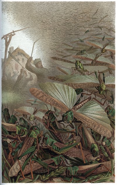 Vandrende græshoppe - Den vandrende græshoppe (Locust migratoria) - indgravering fra "" Brehms Dyreliv" af Alfred Edmund Brehm (1829-1884) af Unknown artist