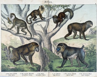 Aber: aber... - i "" Naturhistorier om pattedyr"", red. Schreiber af Unknown artist