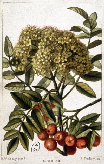 Bjergeaske - botanisk bord af Unknown artist
