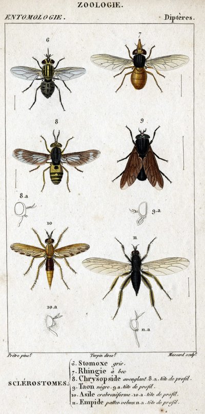 Naturhistorisk bestyrelse. Entomologi. Dipteres familie. Sclerostomer: 6. Grå stomox; 7. Næb rhingia; 8. Blindende Chrysopside; 8a. profil hoved; 9. Taon negre; 9a. leder af profil; 10. Crabroniforme asyl; 10a. leder af profil; 11. Emboid behårede ben; n.a af Unknown artist