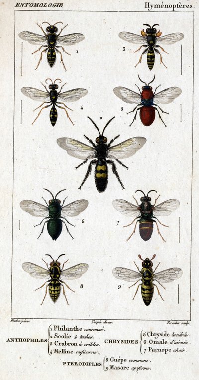 Naturhistorisk bestyrelse. Entomologi. Hymenopteres familie. Anthophiles: 1. Filanth krone; 2. Scoile 4 pletter; 3. Screening crabron; 4 Melline ruficorne. Chryside: 5. Lysende Chryside; 6. Hjerne Omalum; 7. Parnope kød. Pterodiples: 8. fællesareal; 9. Mas af Unknown artist