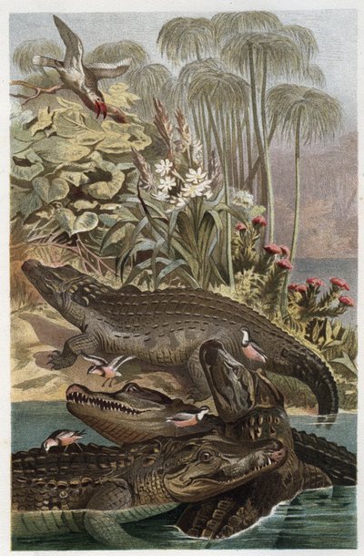 Nilkrokodillen - Nilkrokodillen (Crocodylus niloticus) - gravering fra "" Brehms Dyreliv"" af Alfred Edmund Brehm (1829-1884) af Unknown artist