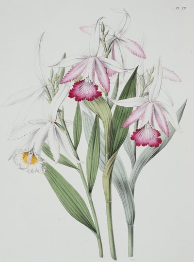 Orkidé: Sobralia liliastrum fra "Sertum Orchidaceum" af Unknown Artist
