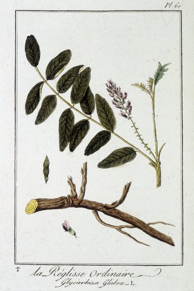 Almindelig liquisse (Glycyrrhiza glabra) - i "Exercices in botany for the use of traders", redigeret af J.C. Philibert, Imprimerie de Crapelet, Paris af Unknown artist