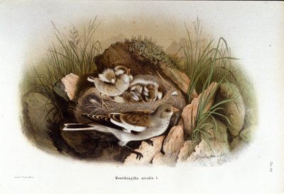 Ornitologi: en alpin niverolle nær reden af sine unger. af Unknown artist