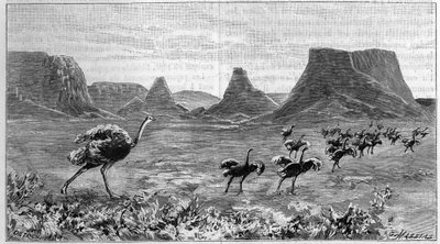 Strudsefri i det sydlige Afrika. Stik fra 1895 efter en tegning af Lichtenstein fra 1804. af Unknown artist