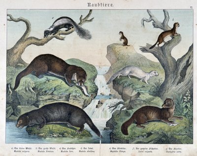 Oddere, ildere, væsel... - i "Natural histories of pattedyr"", red. Schreiber af Unknown artist