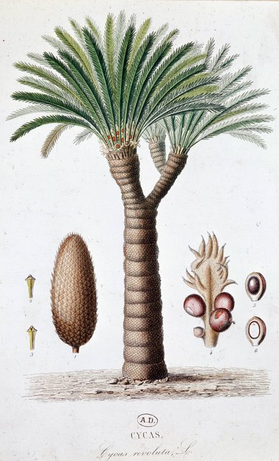 Palm Cycas Revoluta - Botanisk tavle af Unknown artist