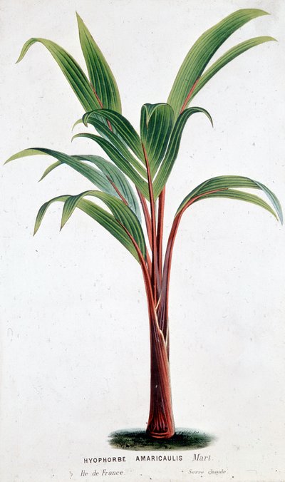 Palm Hyophorbe Amaricaulis (Mauritius) - Botanisk tavle af Unknown artist