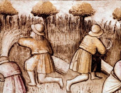 Bønder klipper bles Miniature fra codex 212 (eller Padovano Codice eller Bible of Padua) 1390-1400 Rovigo, Accademia dei Concordi af Unknown artist