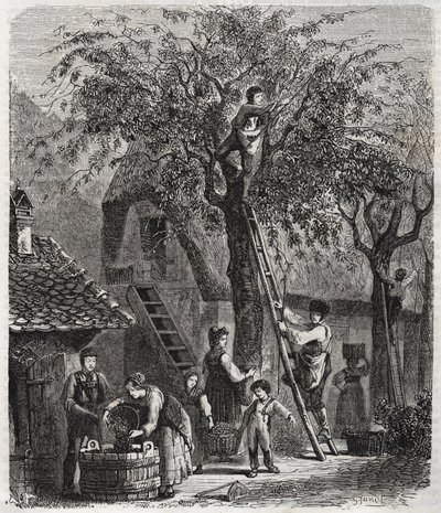 Plukke kirsebær - Plukke kirsebær - gravering af 1860 - af Unknown artist