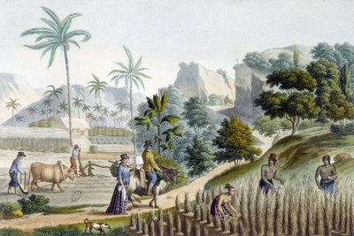 Pilling og plantning af ris på Guam Island (Mikronesien) af Unknown artist