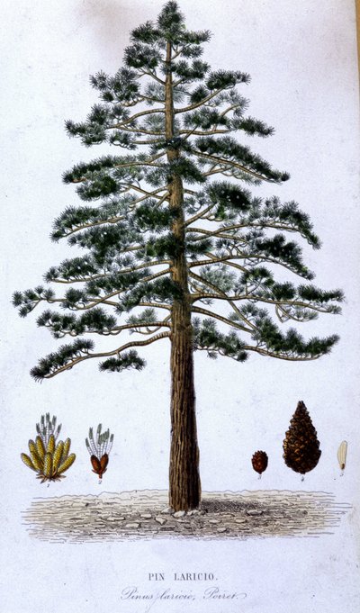 Pin Laricio - botanisk tavle af Unknown artist
