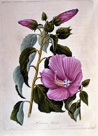 Pink ibiscus. Botanisk tavle. Gravering. af Unknown artist