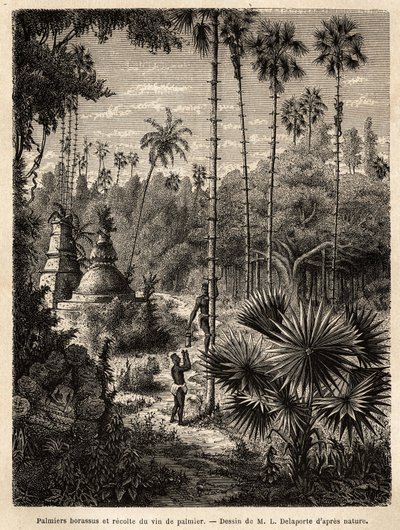 Plantning af borassus palmer i Laos og indsamling af palmevin, som er ingen ringere end indskæringstræets syv, opsamles væsken i en bambus, og stammen omdannes til en ægte skala, ved hjælp af små rattanstriber, hvori spidserne af af Unknown artist