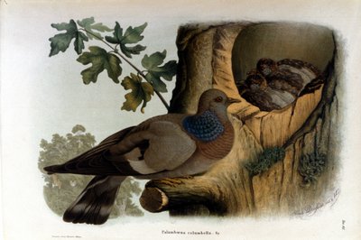 Plade, der forestiller en due nær dens rede. af Unknown artist