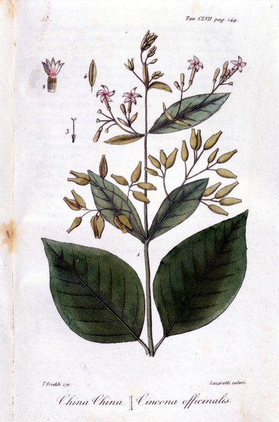Tallerken med Quinquina (Cinchona Officinalis). af Unknown artist