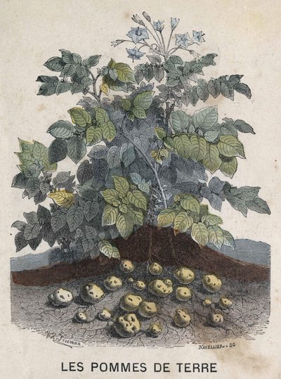 Kartofler. 1800-tals illustration. Bianchetti samling. af Unknown artist
