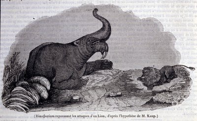 Forhistorie: repræsentation af et dinotherium, type pachyderm, der afviser angrebet af en løve. Indgravering af det 19. århundrede af Unknown artist