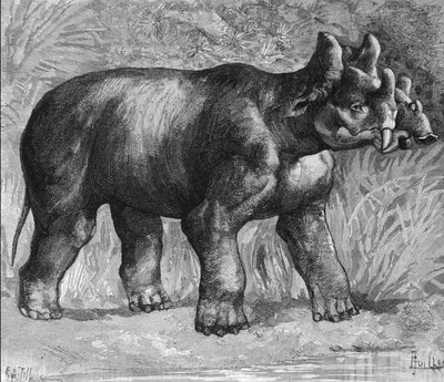 Forhistorie: repræsentation af en mirabil dinoceras, en svag art af næsehorn. Stik fra slutningen af 1800-tallet af Unknown artist