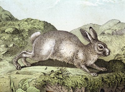 Kanin - i "Natural History of Pattedyr", red. Schreiber af Unknown artist