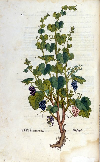 Rød vin. 1800-tallets herbarium. af Unknown artist