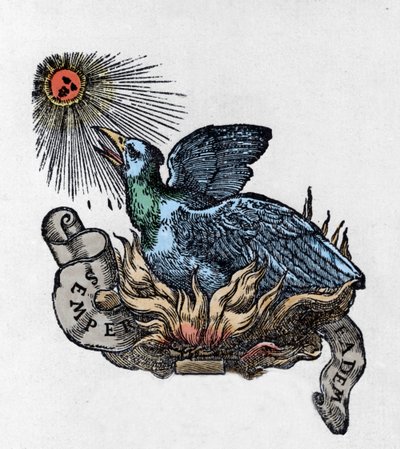 Repræsentation af en Føniks (eller Føniks), legendarisk fugl, genfødt fra sin aske. Indgravering af det 19. århundrede af Unknown artist