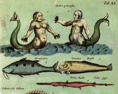 Repræsentation af en sirene og en triton, et fantastisk havvæsen beskrevet i et atlas over zoologi. Detalje. 17. århundrede af Unknown artist