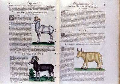 Repræsentation af får, bøfler... - i Historia Animalium af Conrad Gesner (1516 - 1565), Tiguri af Unknown artist