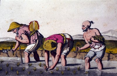 Risdyrkning i Kina. 1800-tals tryk. af Unknown artist
