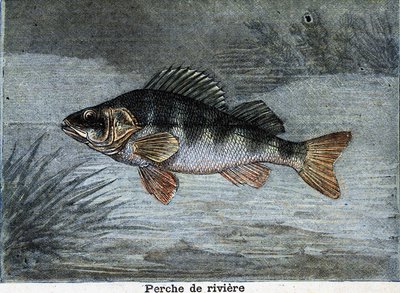 Flod aborre. Stik fra 1897 af Unknown artist