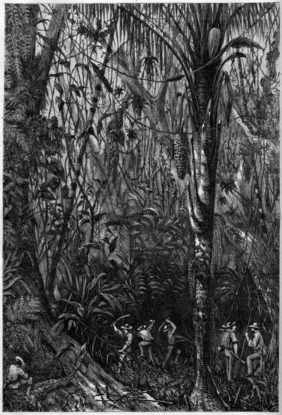 Vejudvikling i Mellemamerika: Boringen af den nicaraguanske vej gennem en urskov (afskovning). Tegning af løjtnant Olivier, medlem af kaptajn Bedford Pims ekspedition (1826-1886). Indgravering i ""Det illustere univers"" af Unknown artist