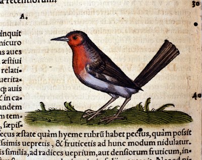Rouge efter Historia Animalium af Conrad Gesner, Tiguri 1560. Biblioteca nazionale Braidense. Milano af Unknown artist