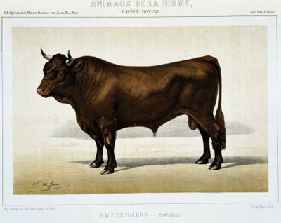 Salers Breed Taurus - i "" Farm Animals"" af Unknown artist