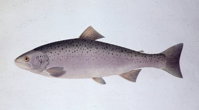 Lakseørred - Naturhistorisk tavle af Unknown artist