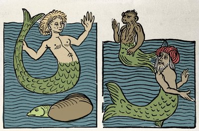 Sirene eller Virgin of the Sea, Monkey and Sea Turk. Gravering fra "Hortus sanitatis"" af Unknown artist