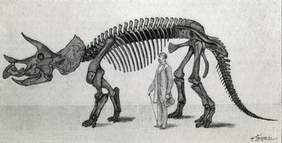 Skelet af en Triceratops prorsus af Unknown artist