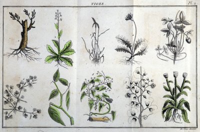 Stængler: I “” Flora Françoise eller en kort beskrivelse af alle de planter, der vokser naturligt i Frankrig, arrangerede i henhold til en ny analysemetode, som citatet af deres mindst tvetydige dyder i medicin og deres brugbarhed i kunsten ”” ved J af Unknown artist