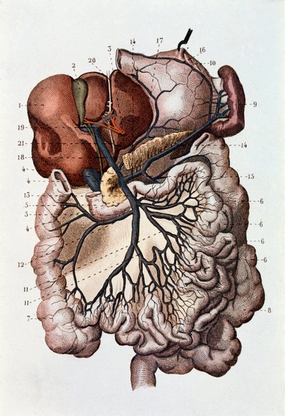 Undersøgelse af menneskelig hjerne, cerebrale hemisfærer og cerebellum (gravering af Unknown artist