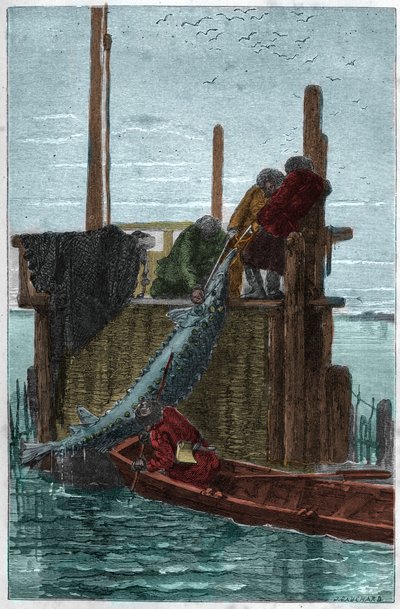 Størfiskeri i Volga-floden. (Stør) (Acipenser sturio) af Unknown artist