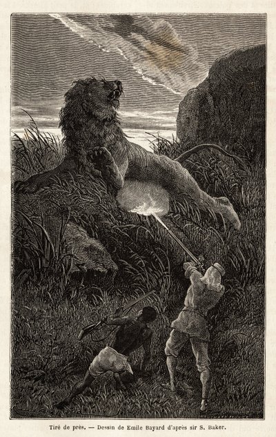 Overrasket af en løve under vandringen ved solopgang skyder forfatteren og sårer dyret. Gravering for at illustrere udforskningen af Nilens abessinske bifloder, af Sir Samuel W. Baker, i 1861-62, udgivet i "" Le tour du monde"" 1870-1871, edi af Unknown artist