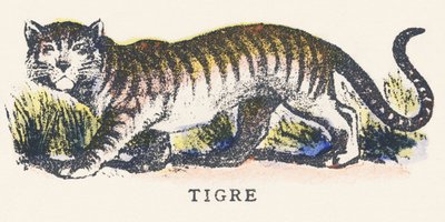 T: tiger af Unknown artist