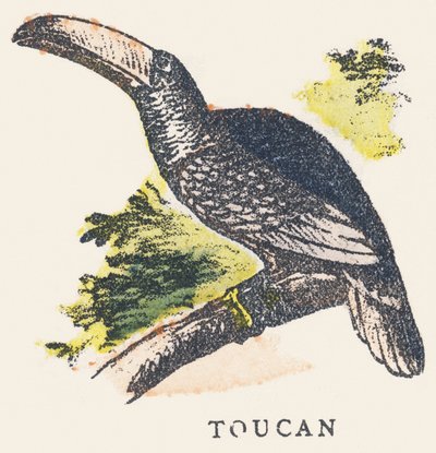 T: tukan af Unknown artist
